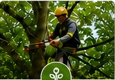 Tree trimming service